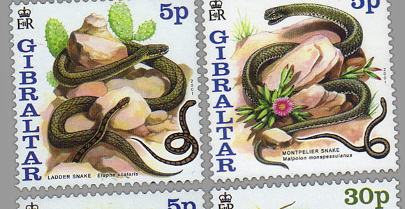 Schlangen Van Gibraltar